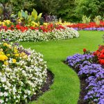 Flowering tips for home garden