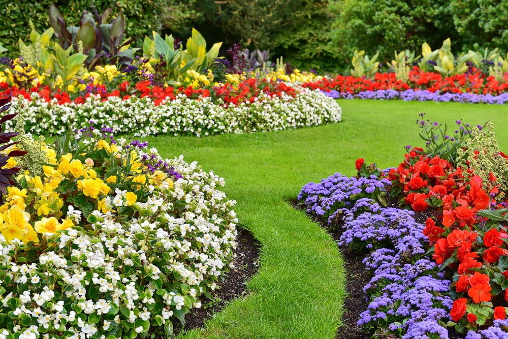 Flowering tips for home garden
