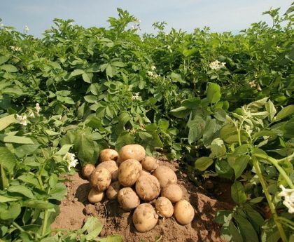 Potato Farming Tips and Tricks for Beginners in India