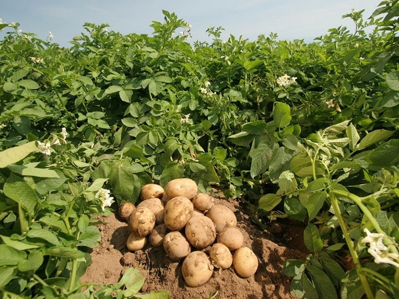 Potato Farming Tips and Tricks for Beginners in India
